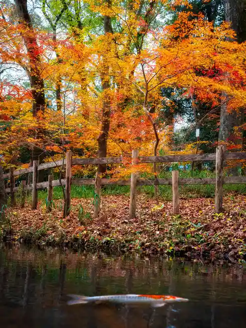 Discover the Beauty of Kyoto in 2024