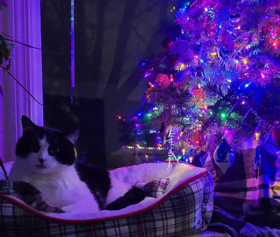 A black-and-white cat sits calmly in a plaid pet bed next to a brightly lit, multi-colored Christmas tree with ornaments…