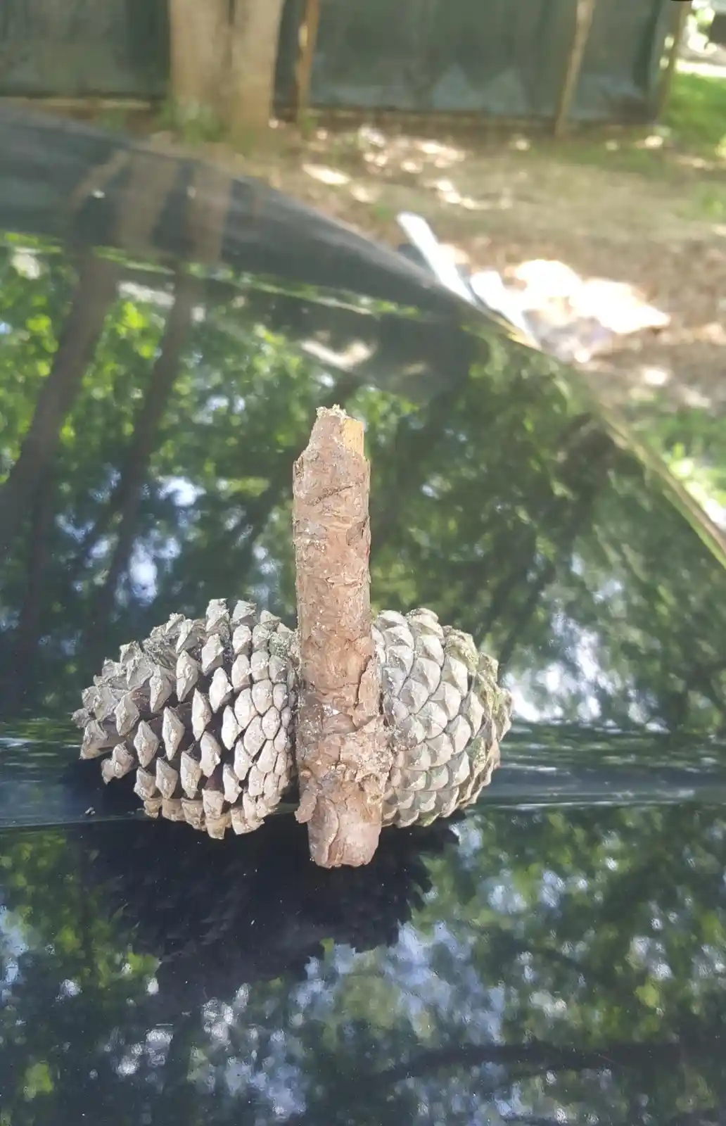 A pinecone with a stick inserted vertically through its center, resting on a glossy black car hood that reflects trees and…