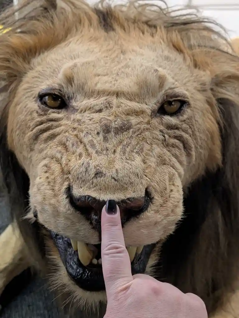 A close-up photo shows a human finger with black nail polish pressing against the nose of a taxidermied lion, which has its…