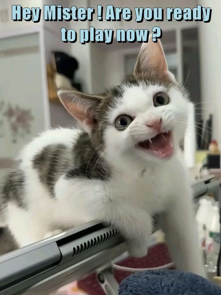 A white and gray tabby kitten with wide, expressive eyes and an open mouth showing tiny teeth is perched on the edge of a…