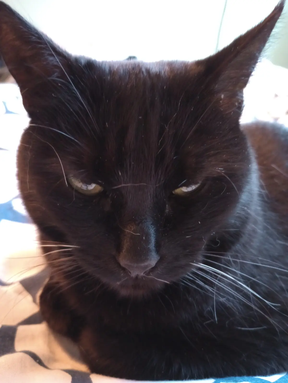 A close-up photo of a black cat with a very grumpy, unimpressed expression, staring directly at the camera with half-lidded…