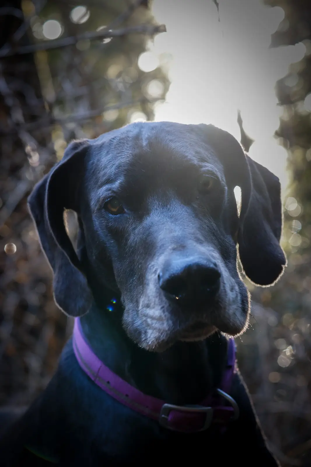 A close-up photo of a black dog with long floppy ears and a purple collar, looking directly at the camera with a serious…