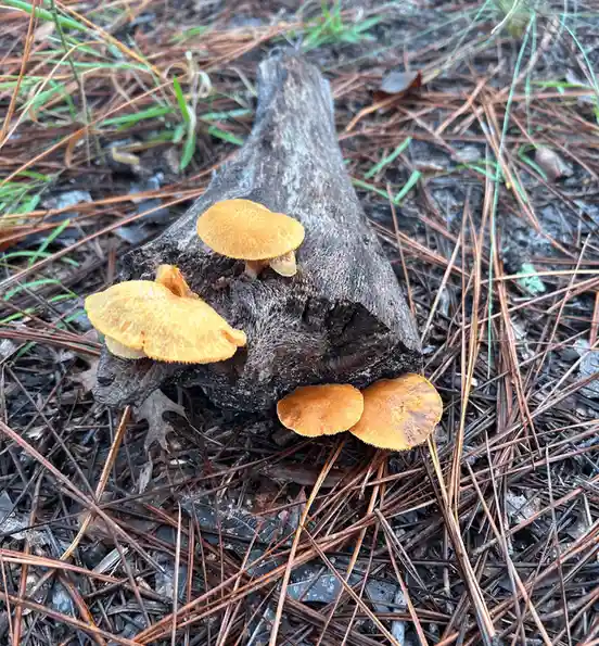A close-up photo shows several small, orange-yellow mushrooms growing on a weathered log surrounded by pine needles and…