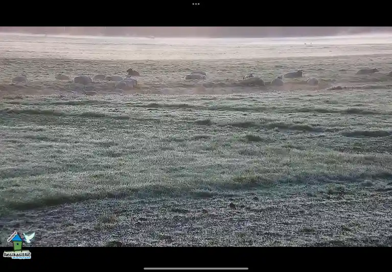 Sheep in the Mist: A Serene Scene