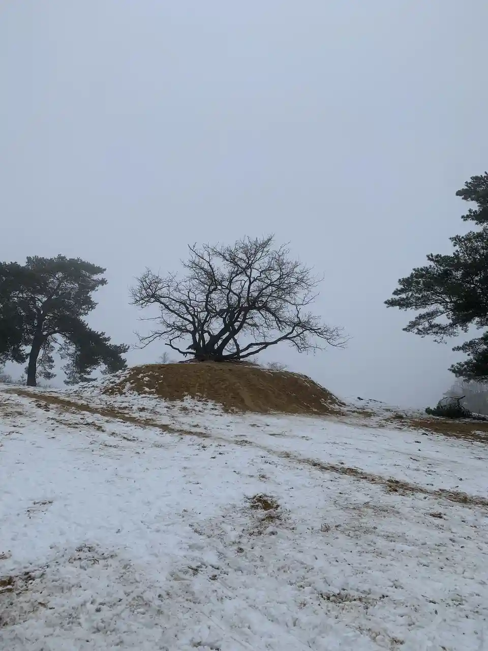 A lone, leafless tree stands atop a small snow-dusted mound in a foggy, wintry landscape, flanked by evergreen trees. The…