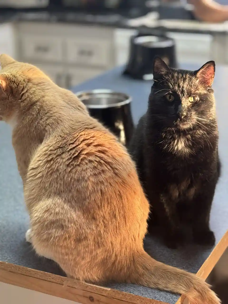 Two cats sit on a blue surface; a ginger cat faces away, while a black cat with yellow eyes stares directly at the camera…