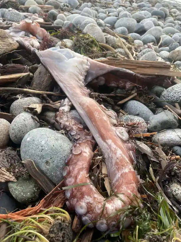 A large, partially decomposed octopus arm lies on a rocky beach mixed with seaweed, driftwood, and gray stones. The arm is…