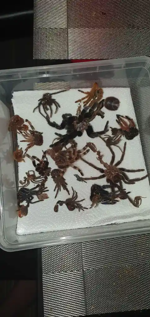 A clear plastic container holds numerous tarantulas of various sizes and colors, scattered across a white paper towel. The…