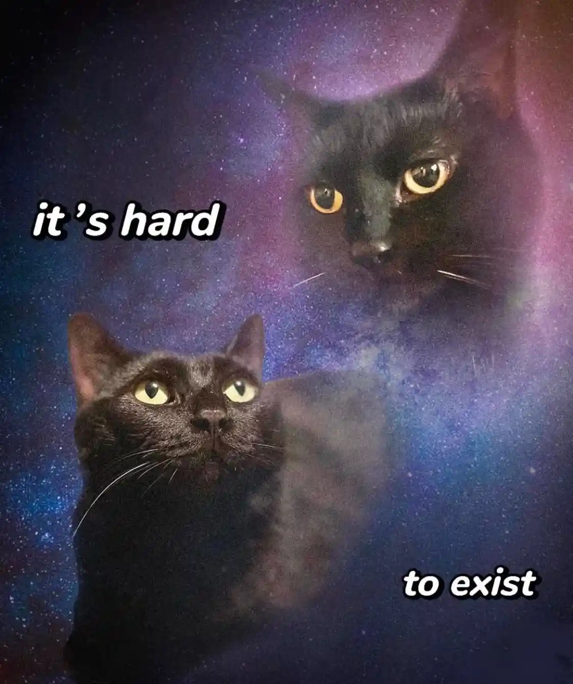 The image shows two black cats against a cosmic, starry background. The cat in the foreground has a neutral expression…