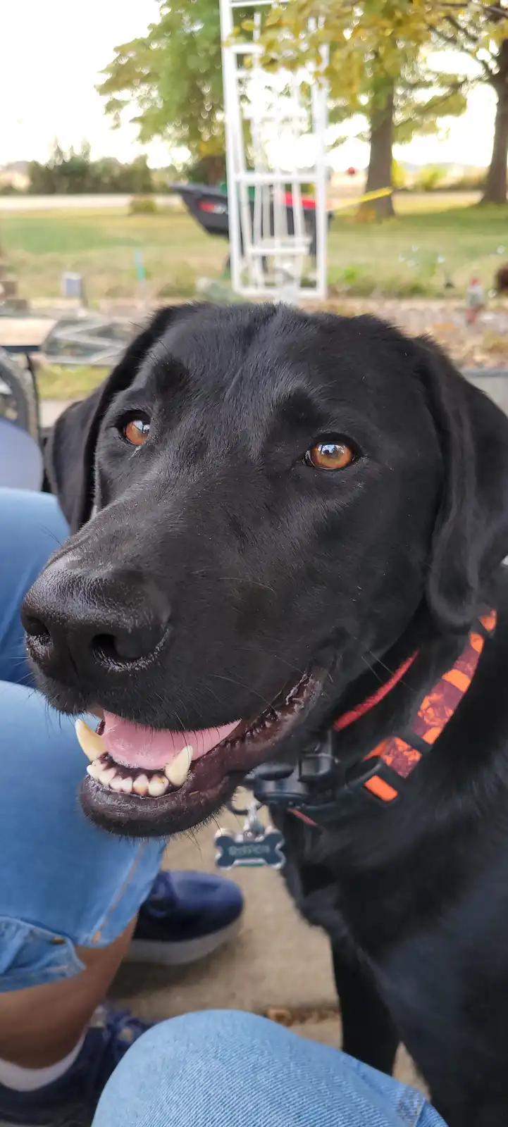 A close-up photo of a black Labrador Retriever with amber eyes, wearing an orange and black harness and a blue bone-shaped…