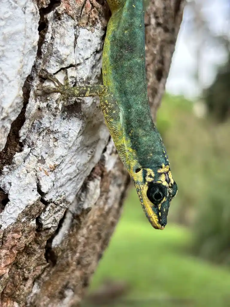 No Pine Cones? Enjoy This Adorable Gecko I Spotted Yesterday!