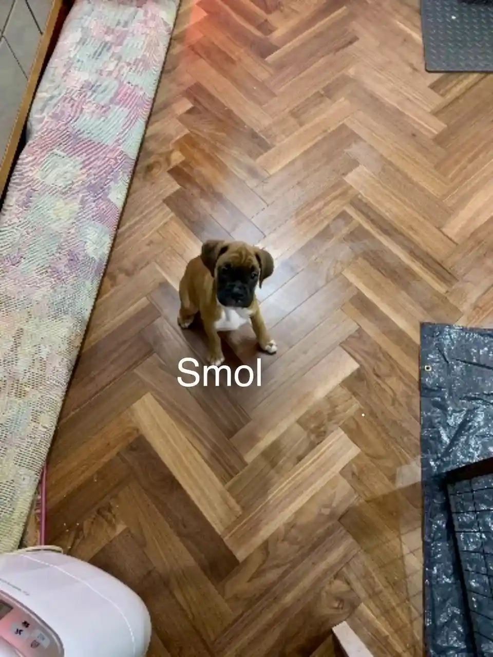 A small brown and white puppy with a black muzzle sits on a wooden floor with a herringbone pattern, looking up at the…