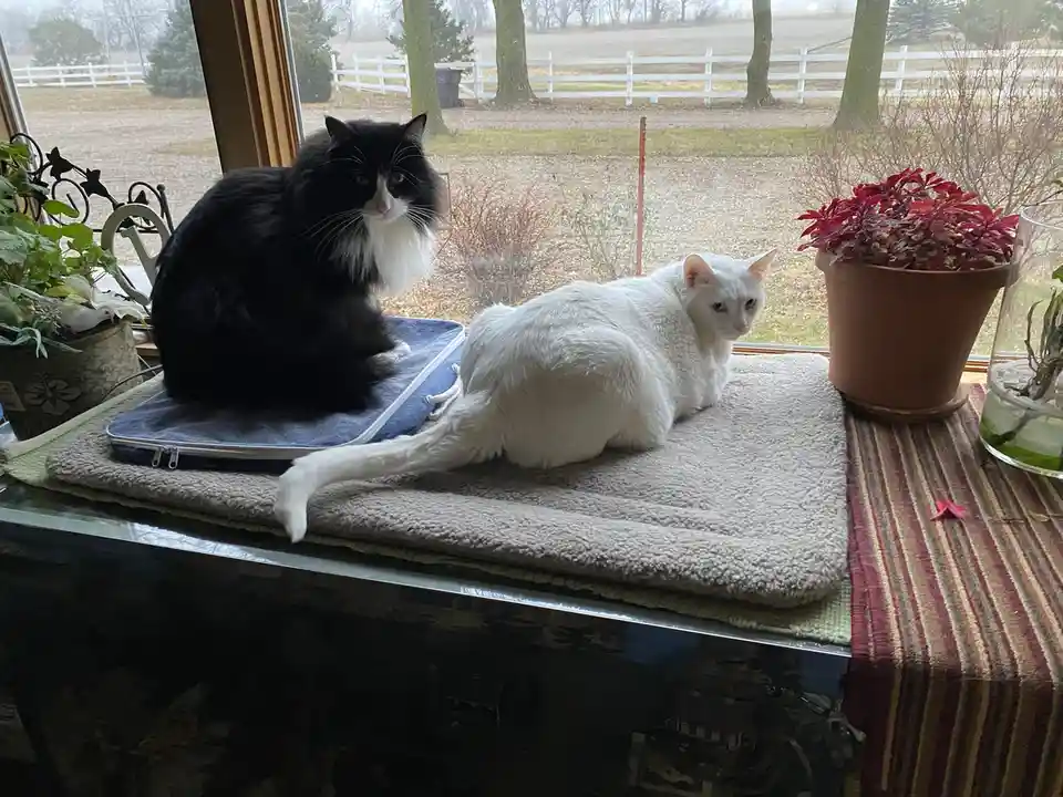 Two cats sit on a windowsill: a fluffy black-and-white cat on a blue mat and a white cat on a beige mat, both looking out…