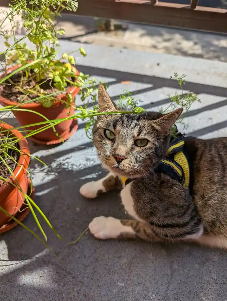 A tabby cat wearing a yellow and black harness lies on a paved surface next to potted plants, looking directly at the camera…