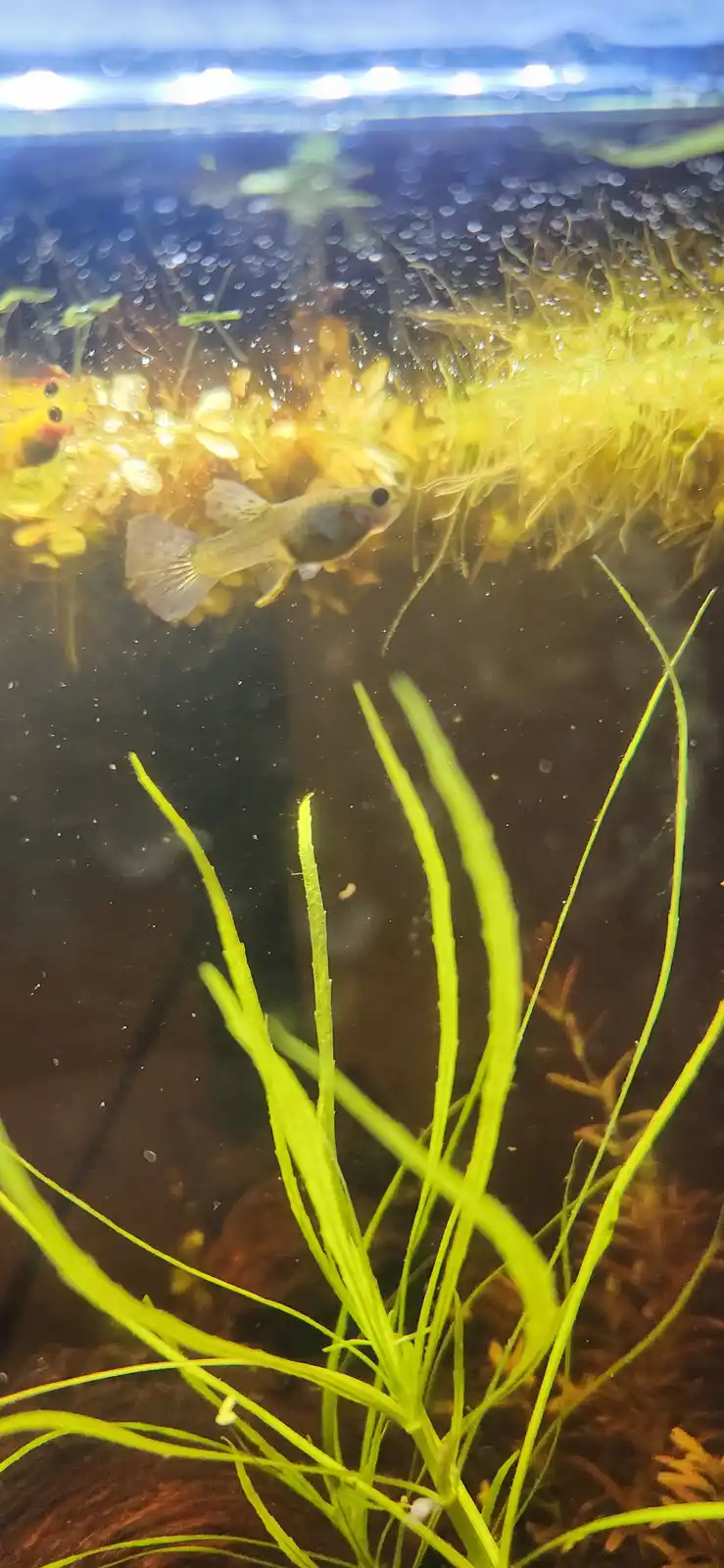 A small, translucent fish swims near the surface of an aquarium filled with green aquatic plants and bubbles. The fish is…