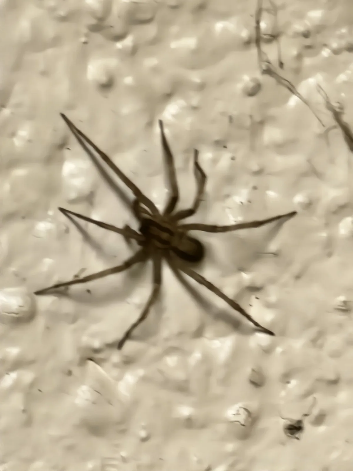 A blurry, sepia-toned close-up photo shows a spider with long legs resting on a textured, light-colored wall. The image has…