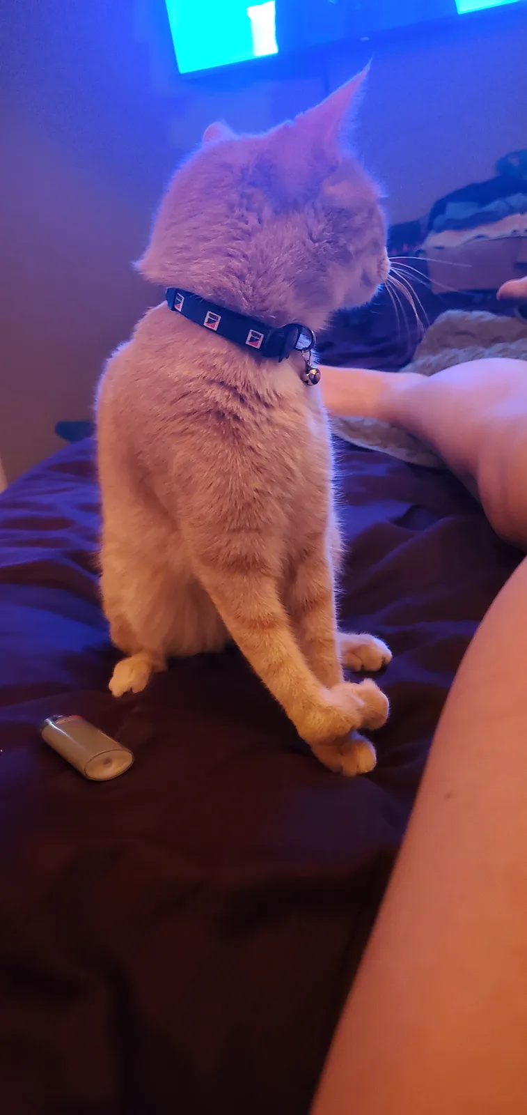 A ginger cat sits upright on a bed, facing away from the camera, wearing a blue collar with a bell. A person's legs are…