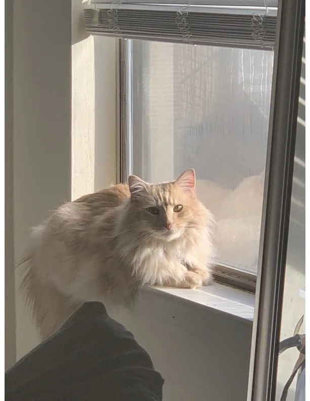 a fluffy, long-haired cat with light brown and cream fur sits calmly on a white windowsill, bathed in sunlight streaming…