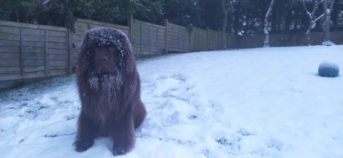 Frank enjoying the winter wonderland!