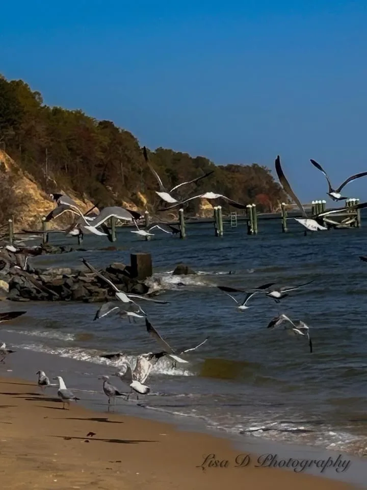 Seagulls: The Unofficial Mascots of the Coast