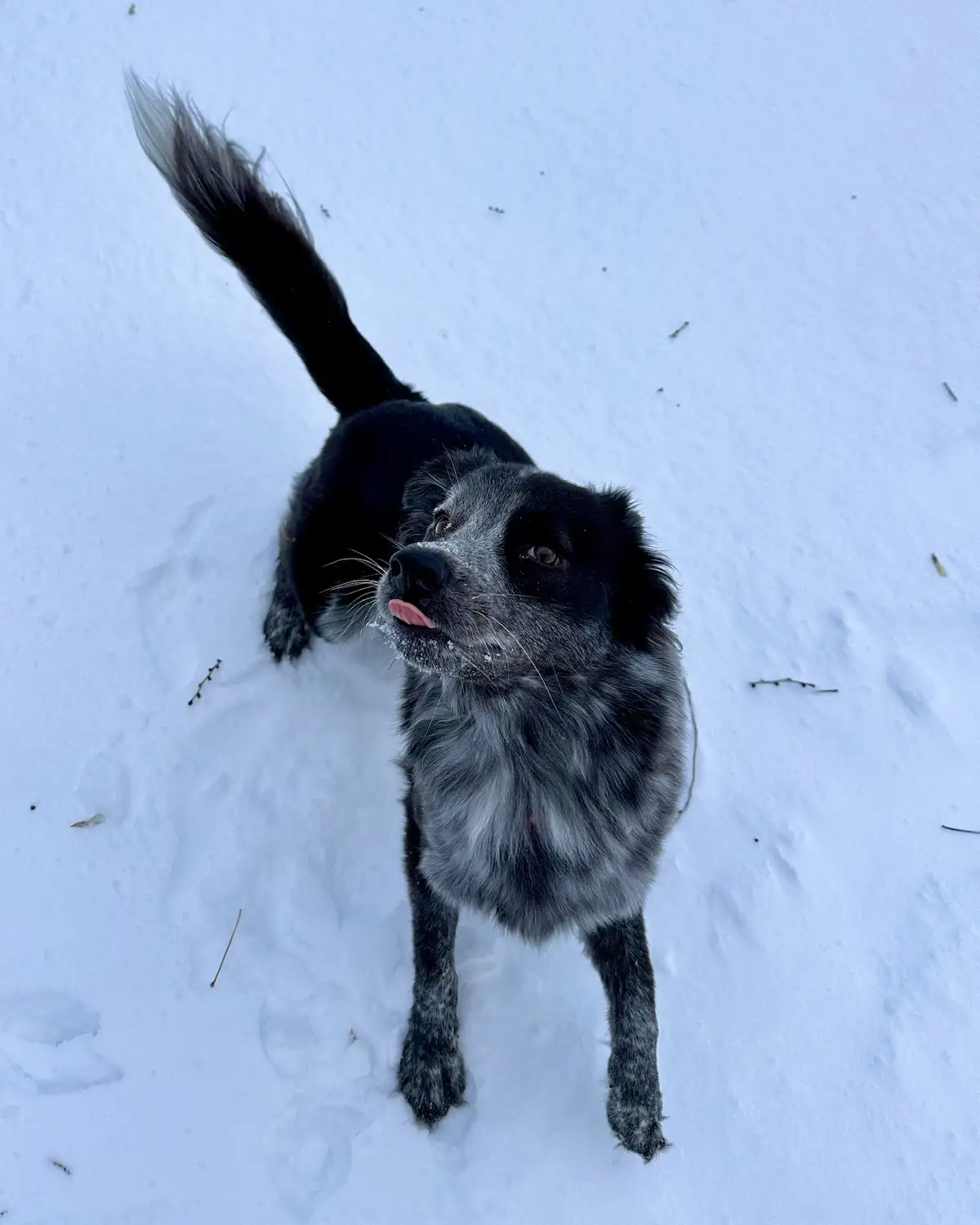 A black and grey dog with a fluffy tail stands in deep snow, looking up at the camera with its tongue out and snow clinging…