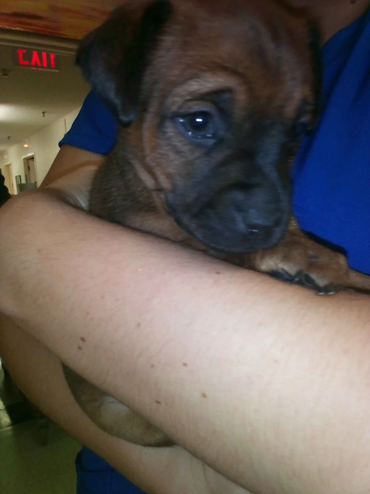 A small brown puppy with large, sad eyes is being held in someone's arms, looking directly at the camera with an expression…