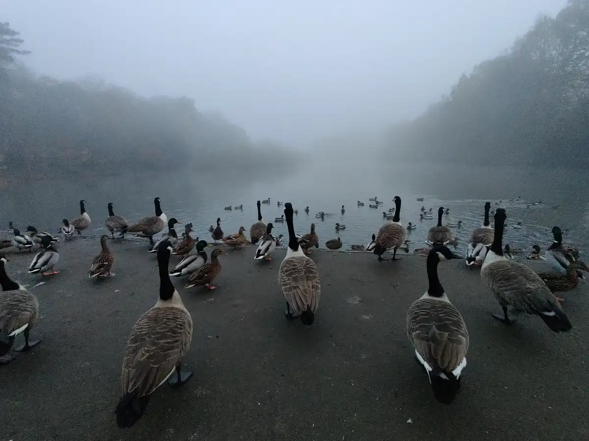 Everything Feels a Bit Foggy, Even the Cobra Chickens Agree!