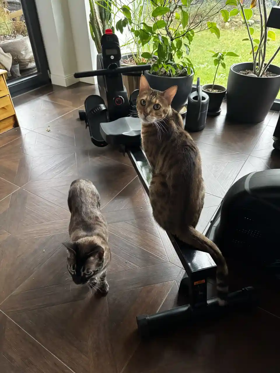 A brown tabby cat sits upright on a black rowing machine, looking directly at the camera with wide eyes, while a second cat…