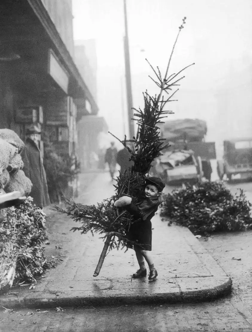 A vintage black-and-white photo shows a young child in a hat and coat struggling to carry a large, bare Christmas tree on a…