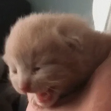 A sequence of six images shows a small, fluffy orange kitten being held in a person's hand. The kitten is yawning widely in…