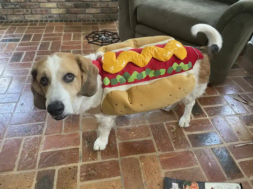Meet KB: The Adorable Bassett/Great Pyrenees Mix