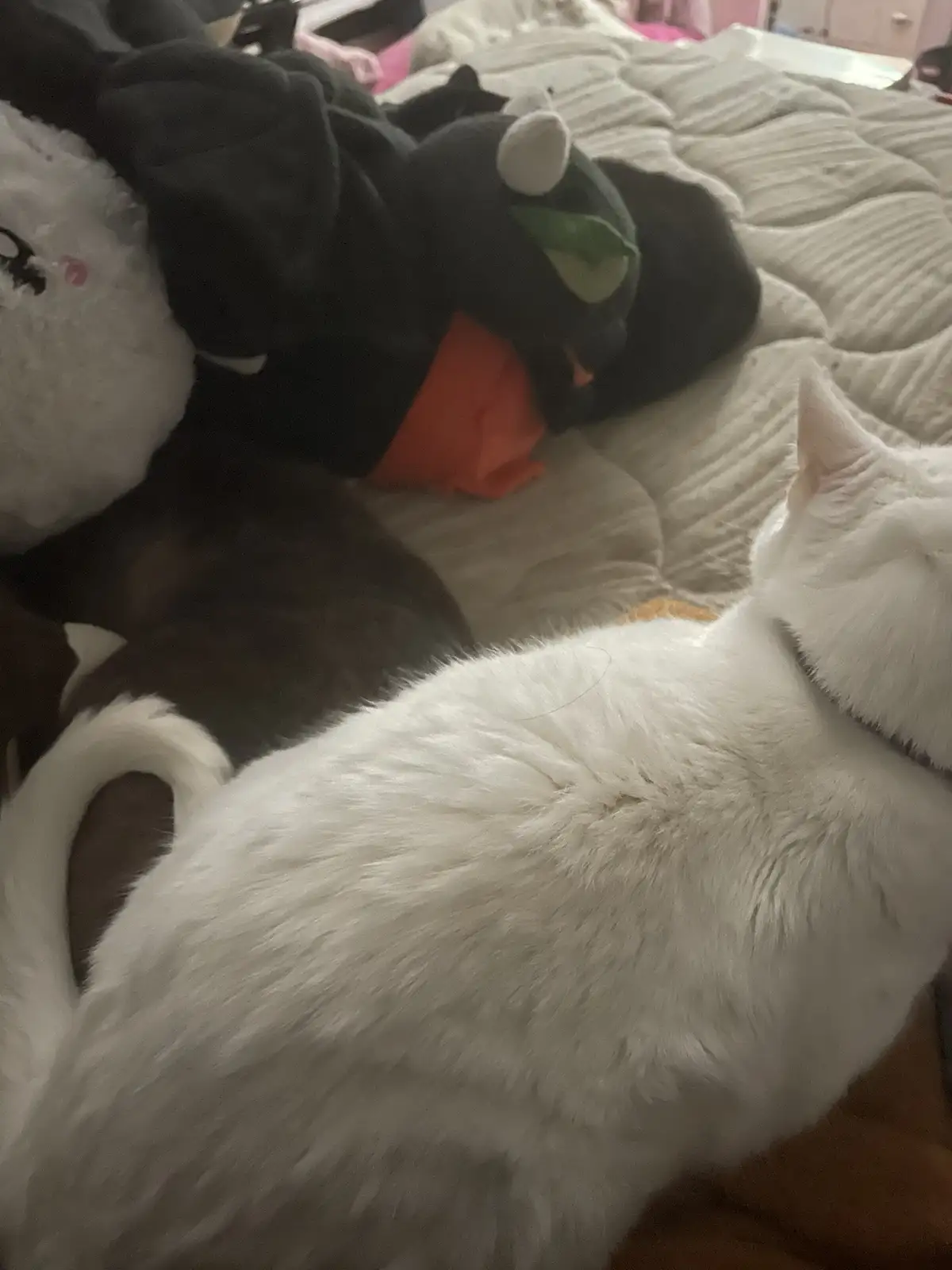 The trio of adorable cats