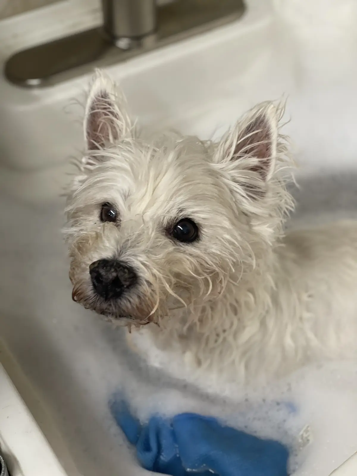 A small, wet white dog with fluffy fur and large dark eyes sits in a white sink filled with soapy water, looking directly at…