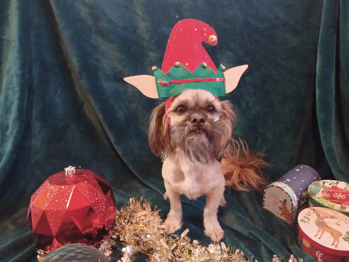 Wishing you a joyful Merry Christmas!