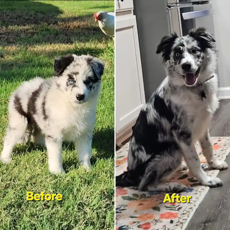 A side-by-side comparison shows a small, fluffy blue-eyed puppy with black and white markings standing on grass labeled…