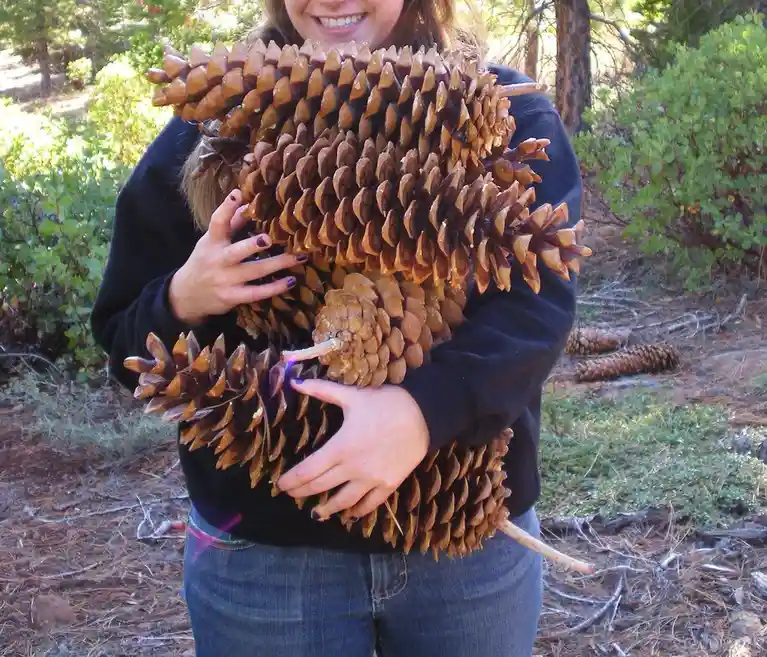 A smiling woman in a black hoodie and jeans stands outdoors in a pine forest, hugging a large, dense bundle of pinecones…