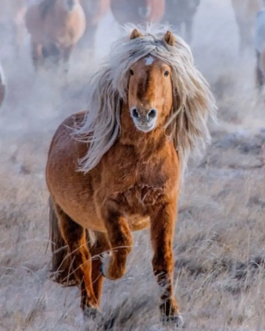 A brown horse with a long, flowing white mane is running toward the camera in a field of dry grass, with other horses…