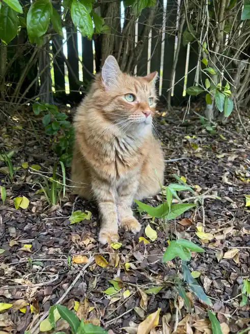 An orange tabby cat with green eyes sits alertly on a bed of brown mulch and fallen leaves, surrounded by green foliage and…