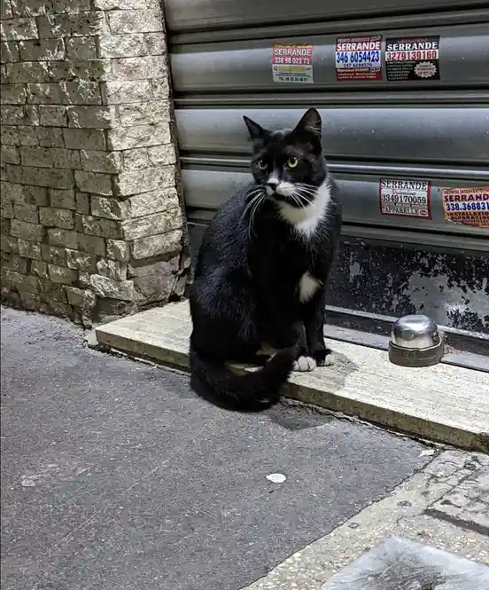 A black-and-white cat sits alertly on a concrete step beside a metal storefront shutter covered in Italian business…