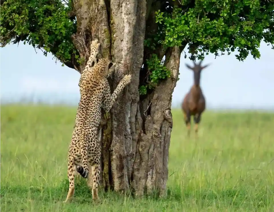 A cheetah is seen climbing a large tree trunk in a grassy savanna, with a gazelle standing in the background, seemingly…
