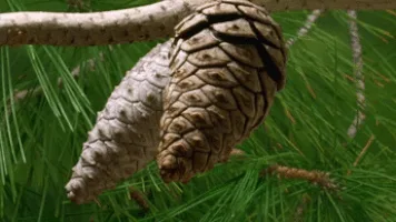 A sequence of six images shows two pine cones hanging from a branch against green pine needles, with the right pine cone…
