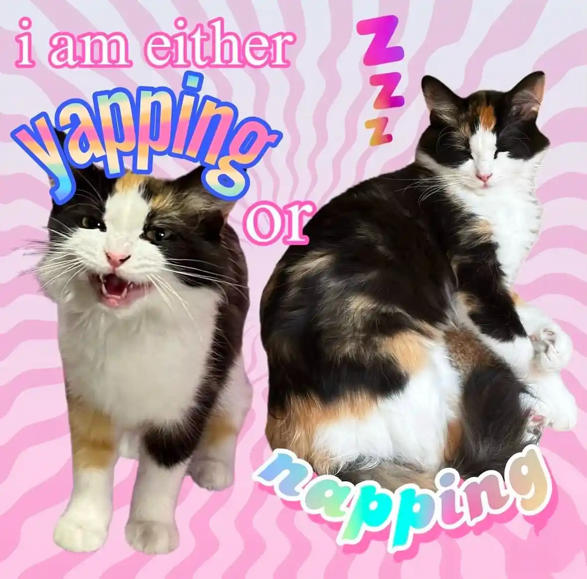 Two calico cats are shown side-by-side against a pink wavy background. The cat on the left is standing with its mouth open…