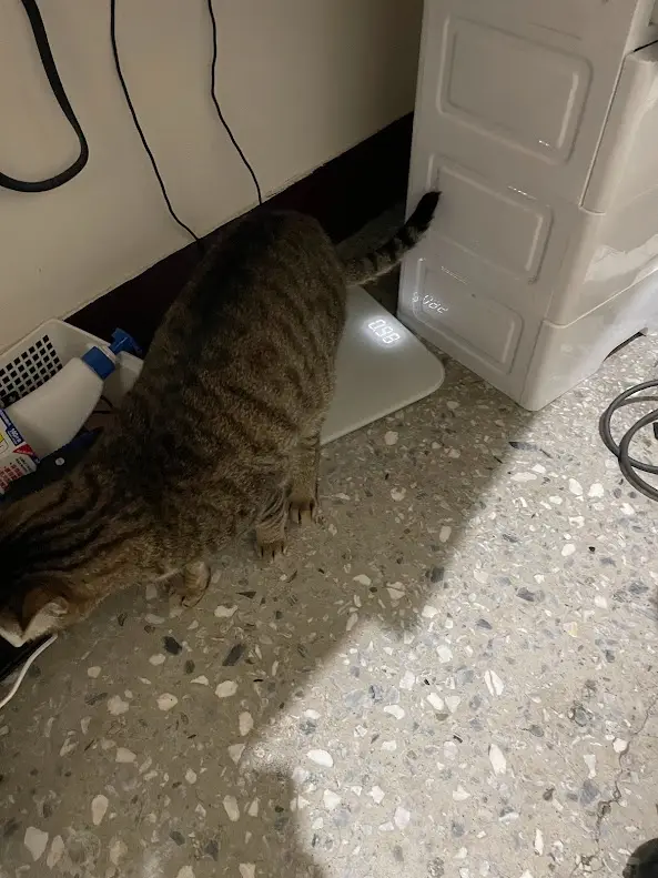 A tabby cat stands on a digital bathroom scale that reads '0.00', with its tail touching a white appliance nearby. The cat…