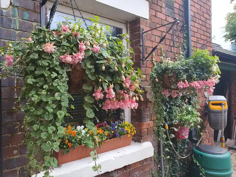 A photo of two lush hanging baskets overflowing with pink fuchsia flowers and green foliage, suspended from black metal…
