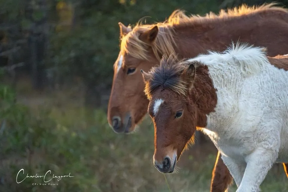 Two horses are pictured in a natural setting, one brown with a blonde mane in the background and a smaller, white-and-brown…
