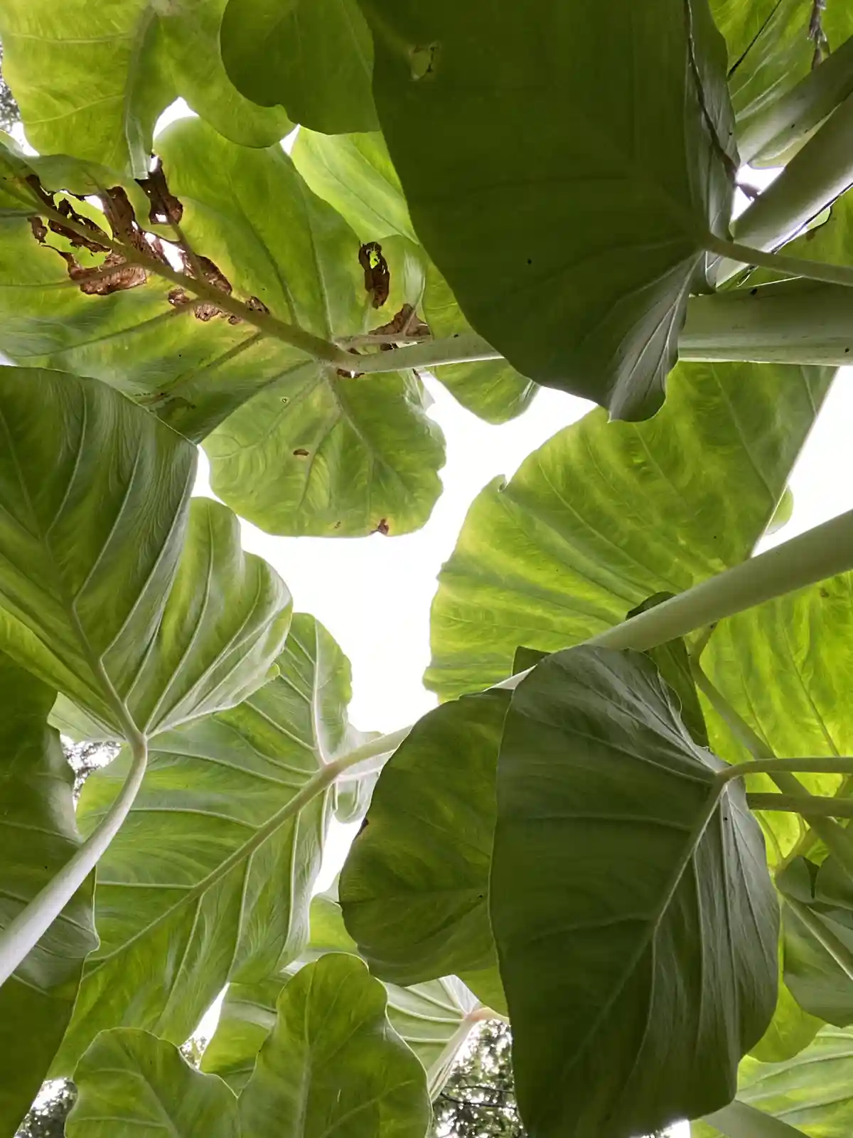 A low-angle photo looking up through large, green, heart-shaped leaves with visible veins and some brown spots, framing a…