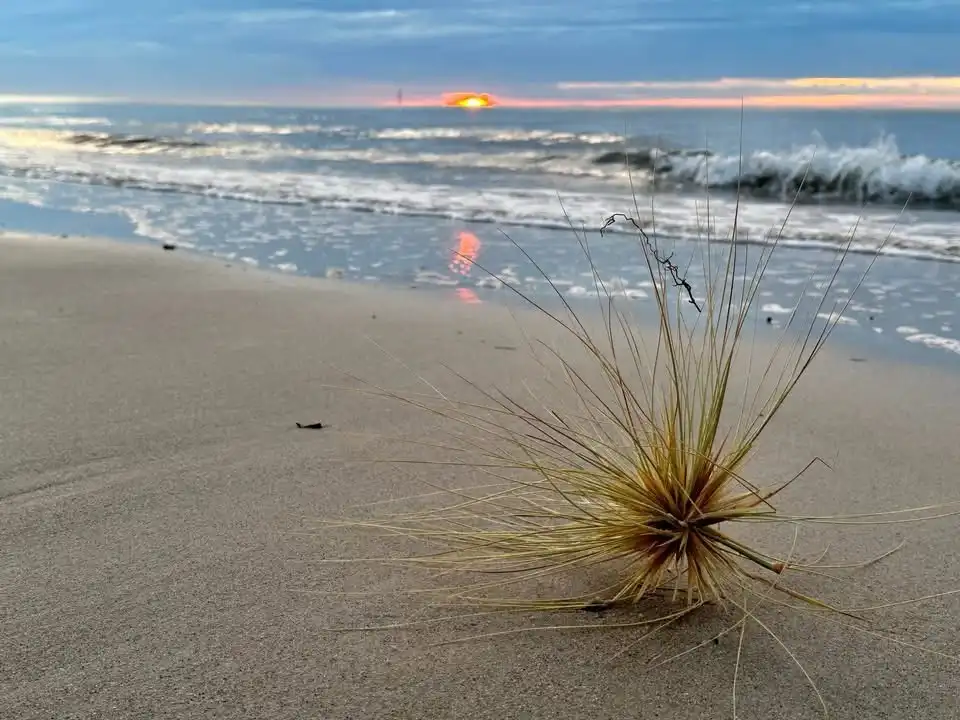 A close-up photo shows a tuft of beach grass with thin, spiky blades rooted in wet sand, with ocean waves and a colorful…