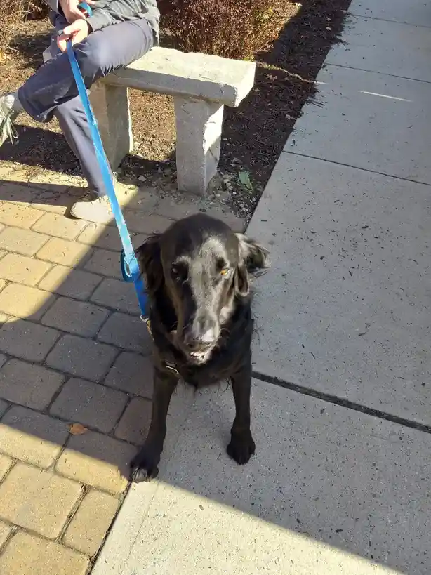 A black dog on a blue leash stands on a sidewalk looking up at the camera with a disappointed expression, while a person…