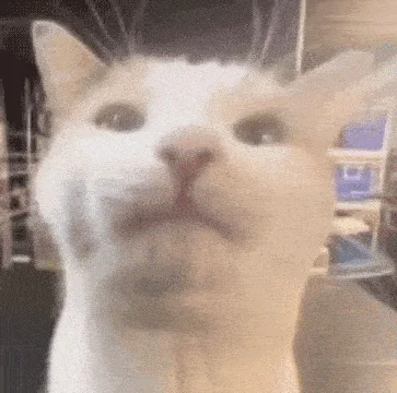 A six-panel grid shows a white cat with a slightly blurry, grainy filter. In five panels, the cat stares forward with a…